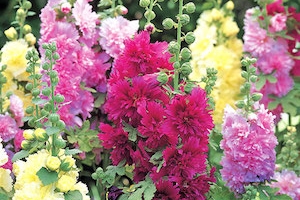 Alcea Hollyhock 'Spring Celebrities Mix' 